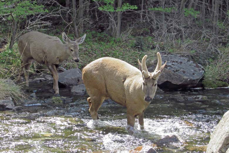 Retrataréis la fauna autóctona en los riachuelos de El Chaltén