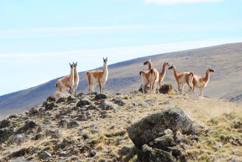 Guanacos in the Estancia 25 de Mayo nature reserve
