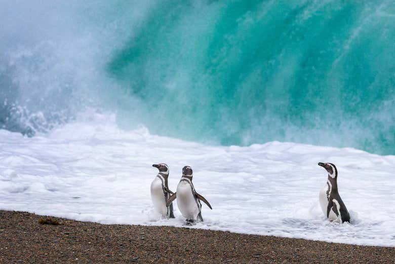 Pinguins na costa