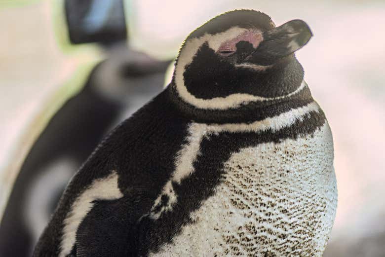 Pinguim-de-magalhães