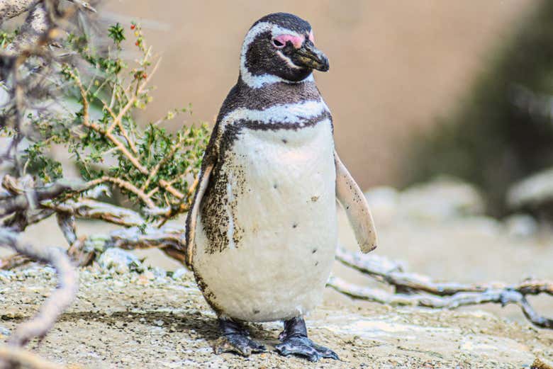 Pinguim-de-magalhães do Monte León