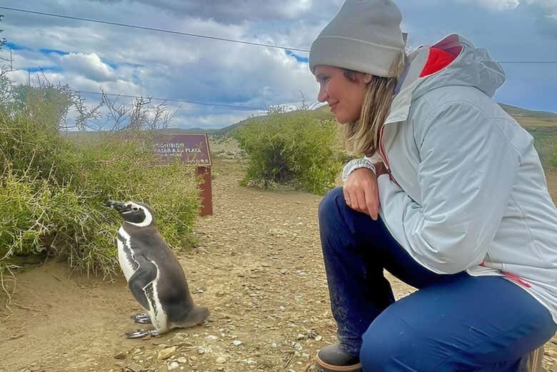Contemplando um dos pinguins-de-magalhães