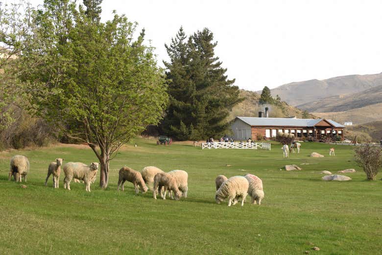 Ovejas en la estancia 25 de mayo