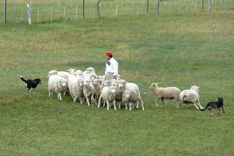 Escursione alla Estancia Alice