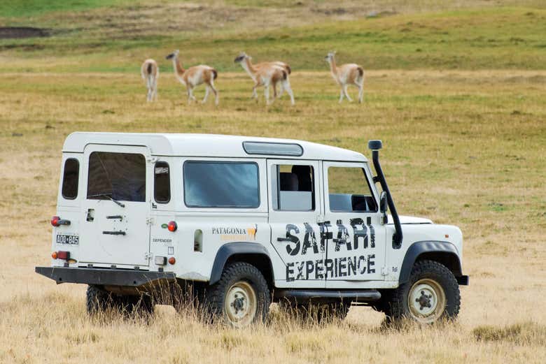 Enjoying the safari in El Calafate