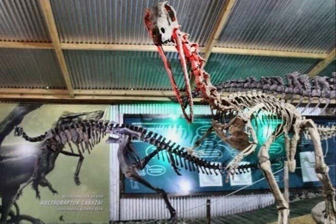 Le squelette d'un dinosaure