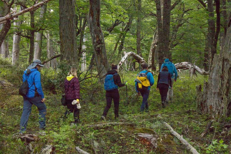 À travers une forêt de lengas centenaires.