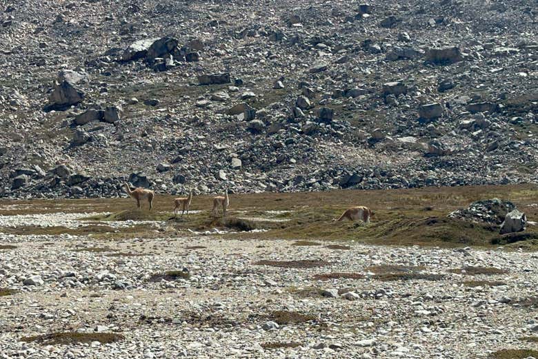 Guanacos en la Laguna de los Témpanos