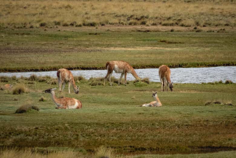 Será una ruta de trekking ideal para estar en plena naturaleza