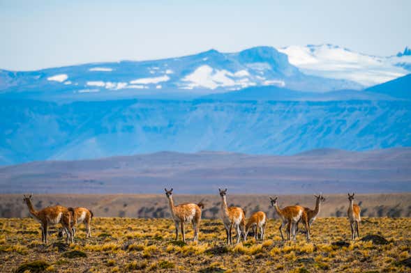 El Calafate Safari