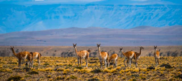Safari por El Calafate