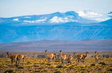 Safari a El Calafate