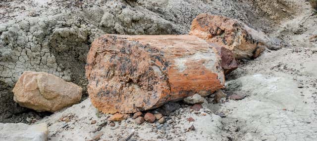 Randonnée dans la fôret pétrifiée La Leona