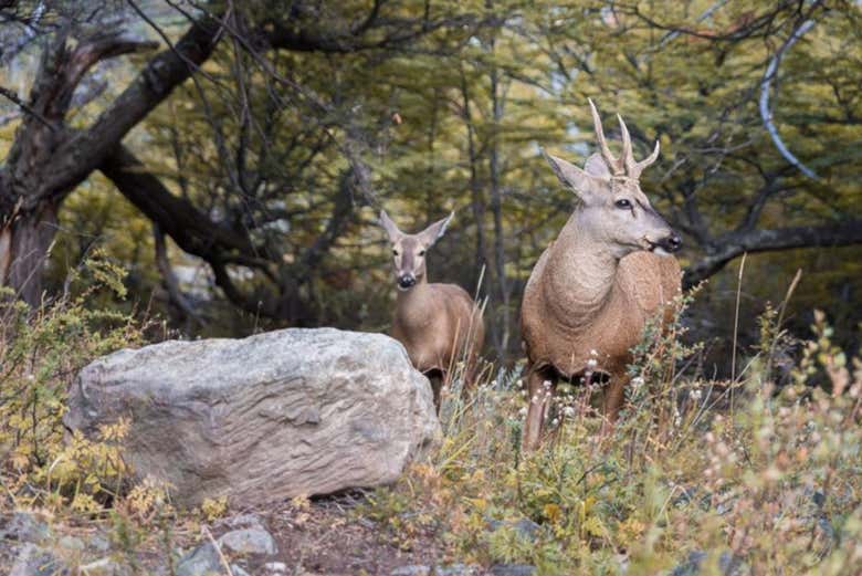 Fauna en los alrededores de la Laguna Torre