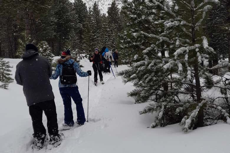 Caminando por un idílico bosque nevado