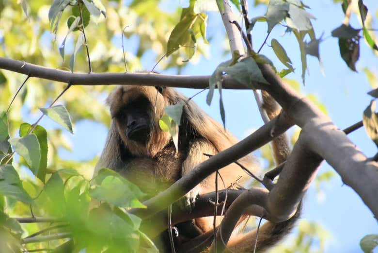 Macacos na lagoa Oca