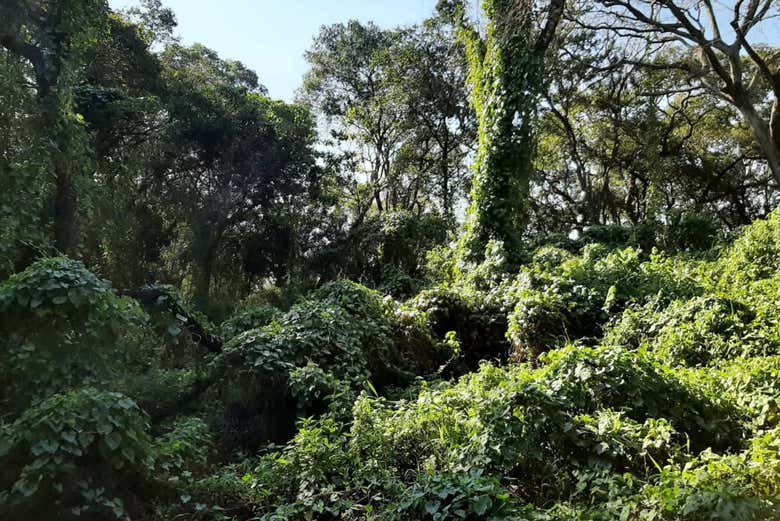 Vegetação da lagoa Oca
