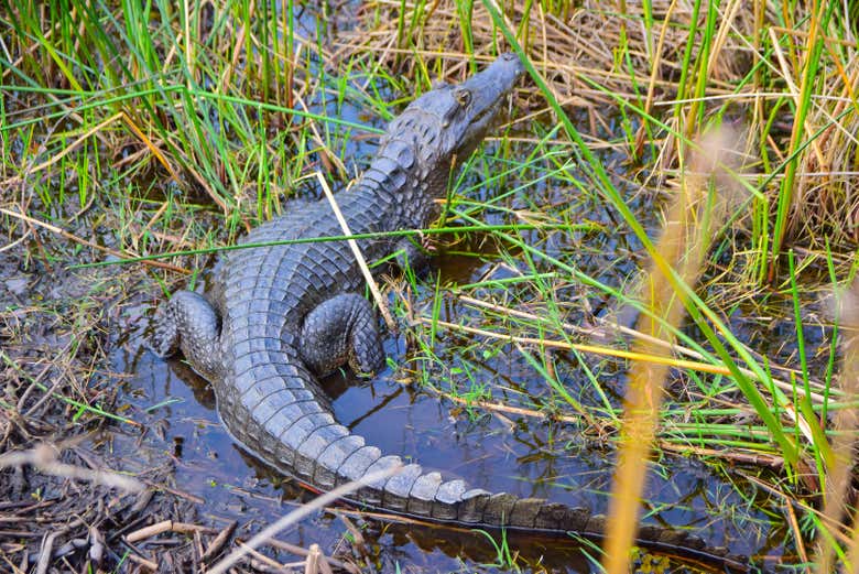 Caimán yacaré en Iberá