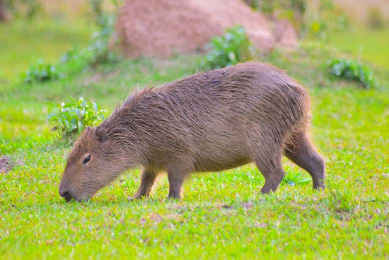 Avistamiento de fauna del Iberá