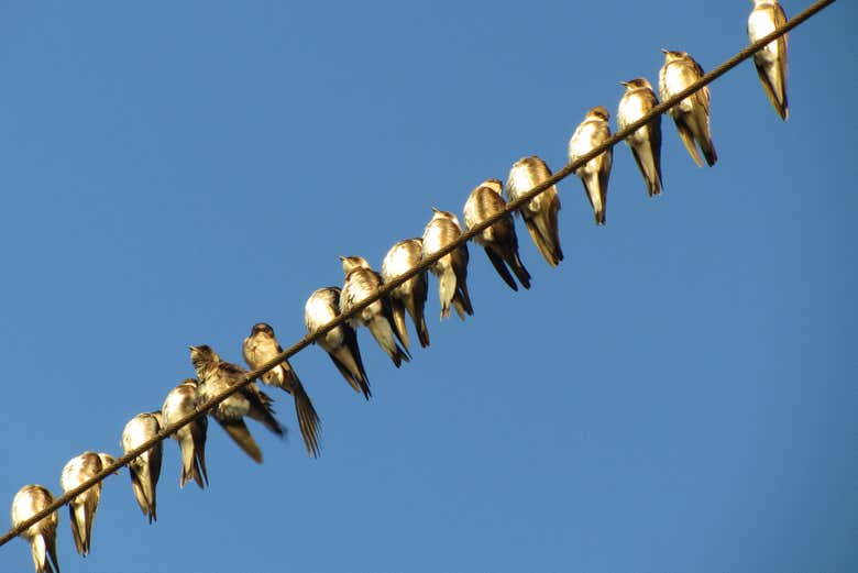 Aves endémicas del Parque Iberá