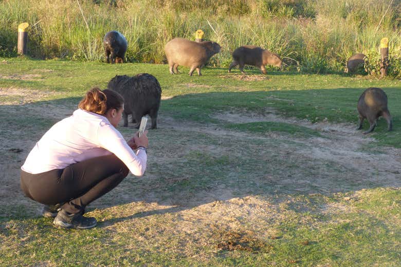 Taking photos of the animals in Portal Cambyretá