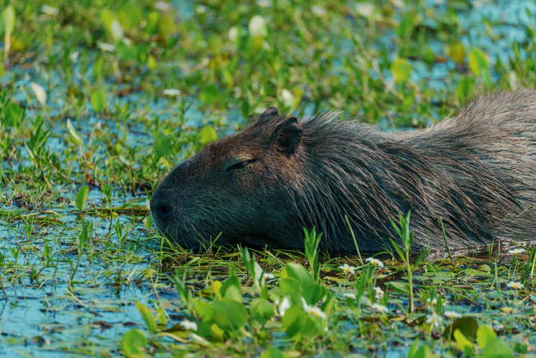 Un ejemplar de capibara en Portal San Antonio