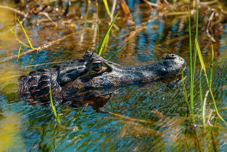 Avistaremos la fauna exótica de Iberá
