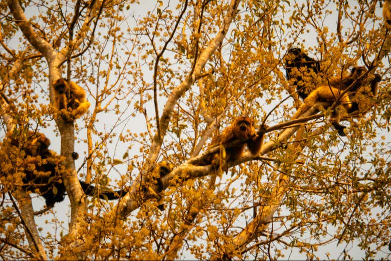 Keep your eyes peeled for some monkeys