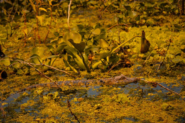 Will you see a yacaré caiman?