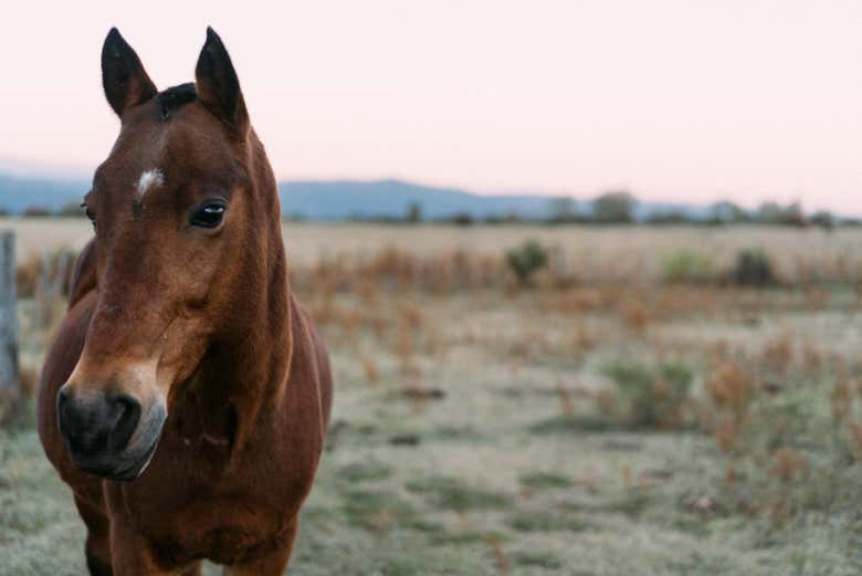 Go horseback riding through the sierra