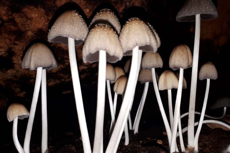 Hongos en las cavernas de El Sauce