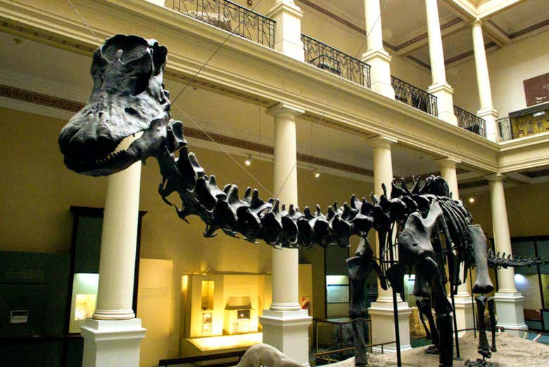 Diplodocus en el Museo de Ciencias Naturales