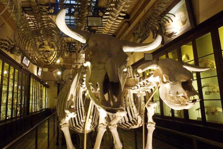 Sala de zoología del museo