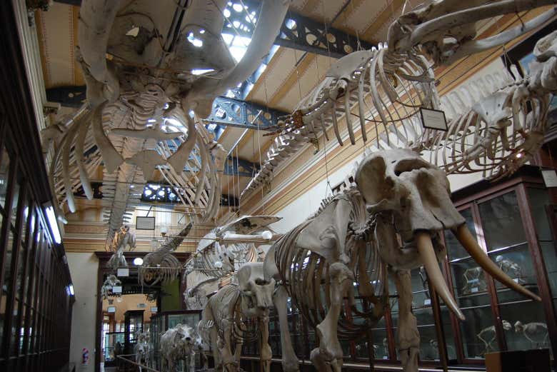 Exposição do Museu de Ciências Naturais