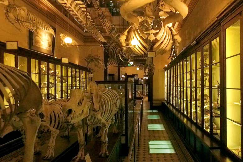 Exposición del Museo de Ciencias Naturales