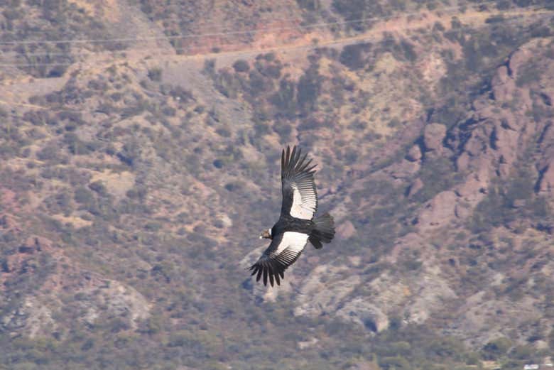 Un ave nativa del área del cerro