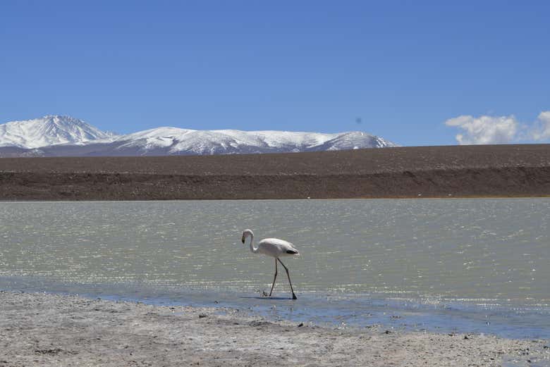 A lone flamingo