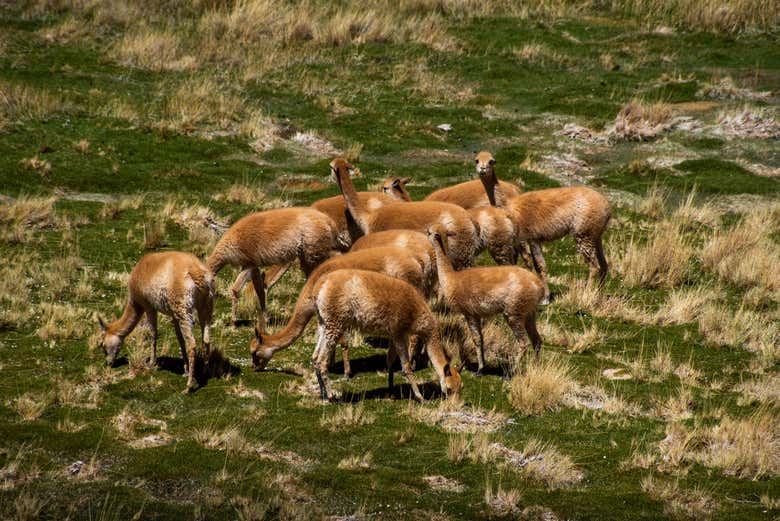 Vicuñas near the Brava Lagoon