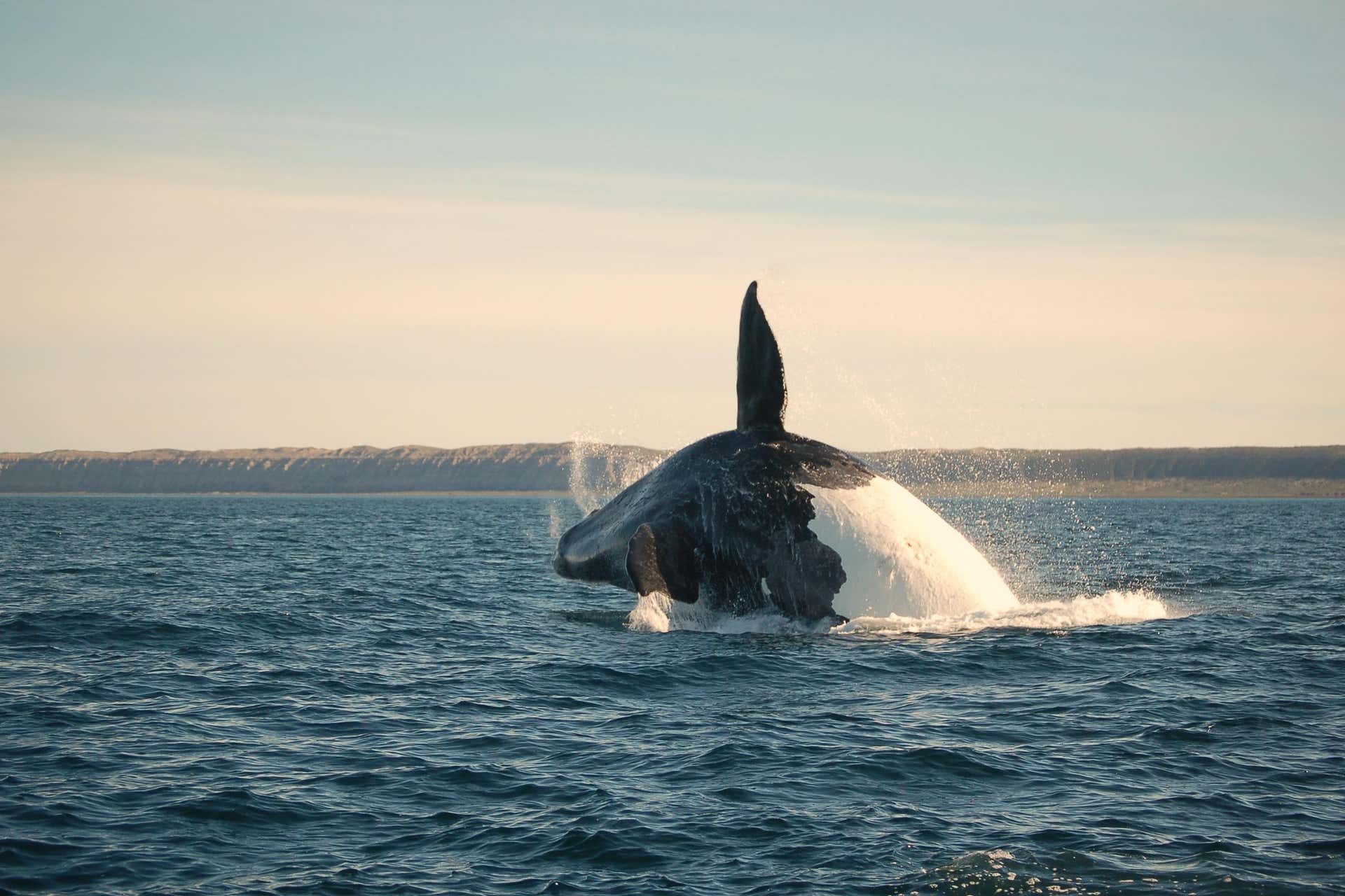 Puerto Madryn and Valdes Peninsula Trip