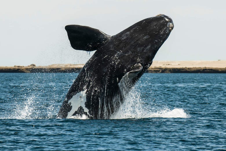 An a baleen whale in Península Valdés