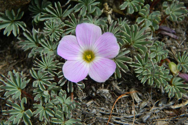 Flor a orillas del lago Buenos Aires