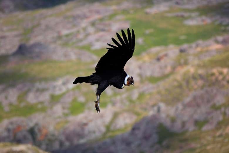 Condor voando sobre Los Gigantes