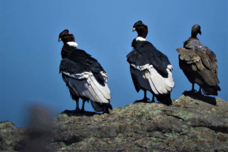 Condores do maciço de Los Gigantes