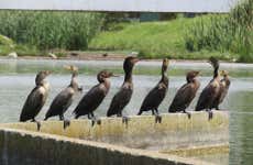 Avistamiento de aves en Mar del Plata