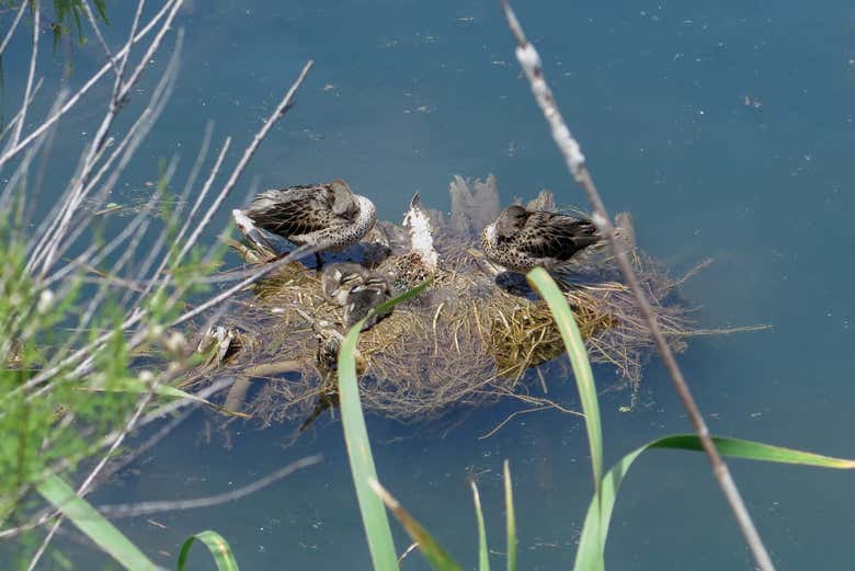 Patos Barcinos con sus crías.