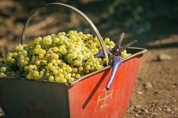 Cantine di Luján de Cuyo + Degustazione di spumante