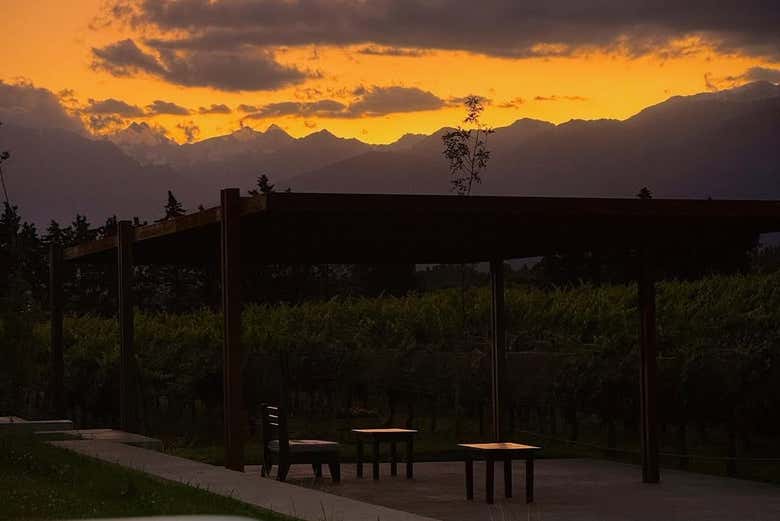 Tendréis unas vistas increíbles de los viñedos