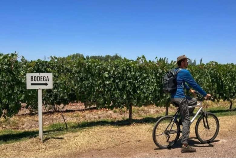 Recorriendo los viñedos de Maipú en bicicleta durante un