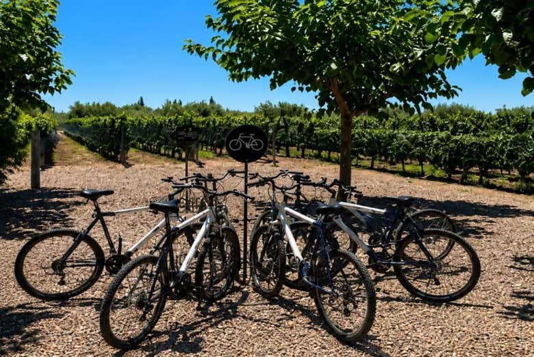 Bicicletas listas para recorrer la Ruta del Vino de Maipú