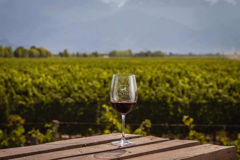 Visit the main vineyards in the province of Mendoza